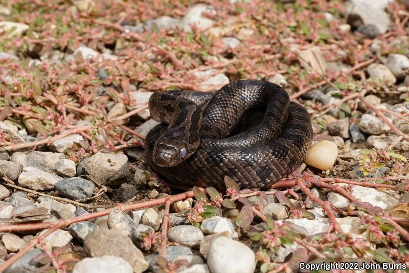 Prairie Kingsnake (Lampropeltis calligaster calligaster)