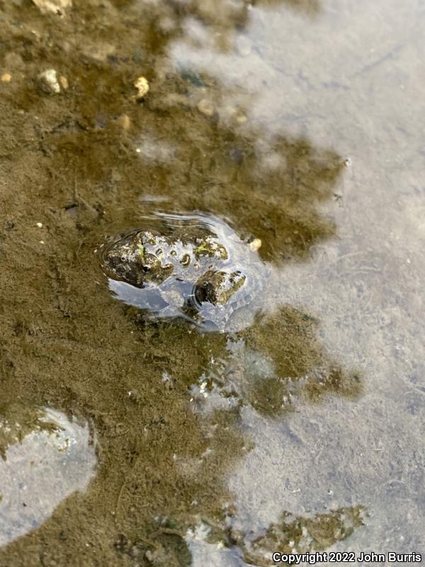 Eastern Cricket Frog (Acris crepitans crepitans)