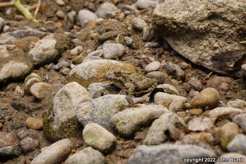 Eastern Cricket Frog (Acris crepitans crepitans)