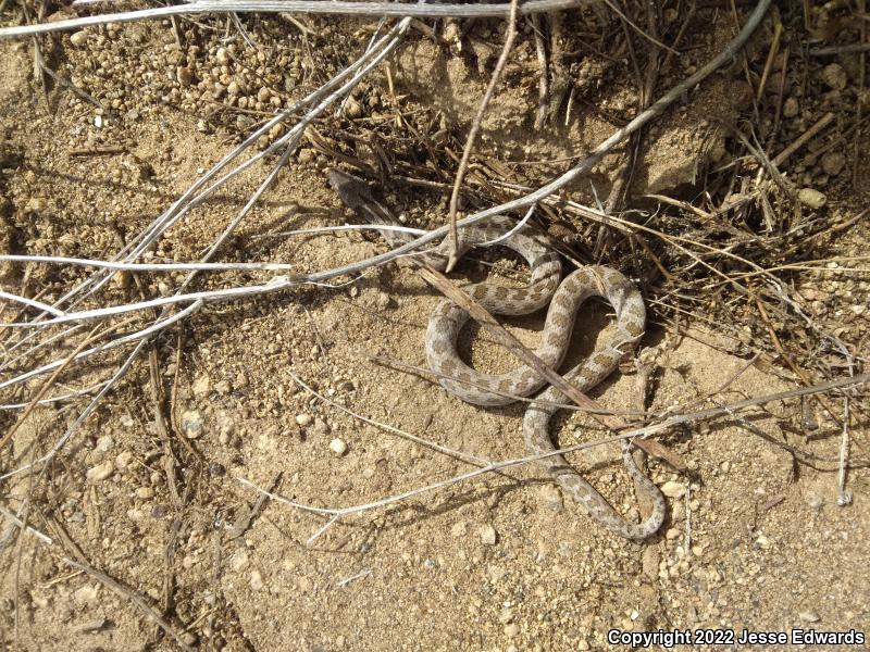 San Diego Nightsnake (Hypsiglena ochrorhyncha klauberi)