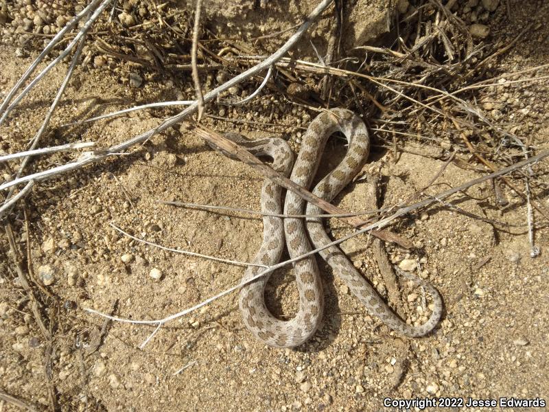 San Diego Nightsnake (Hypsiglena ochrorhyncha klauberi)