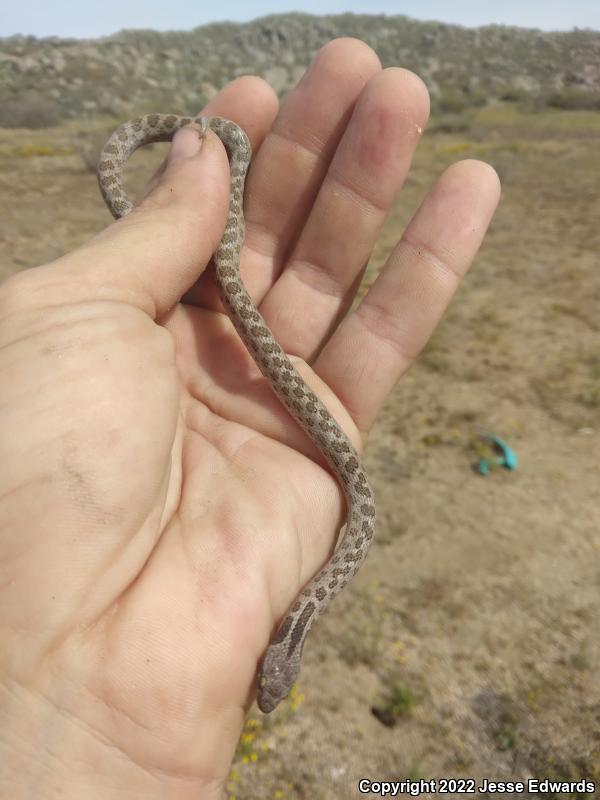 San Diego Nightsnake (Hypsiglena ochrorhyncha klauberi)