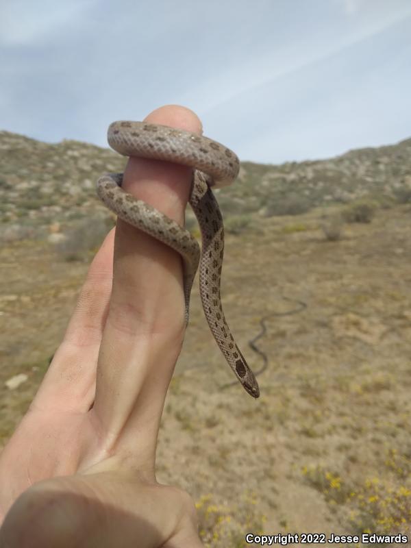 San Diego Nightsnake (Hypsiglena ochrorhyncha klauberi)