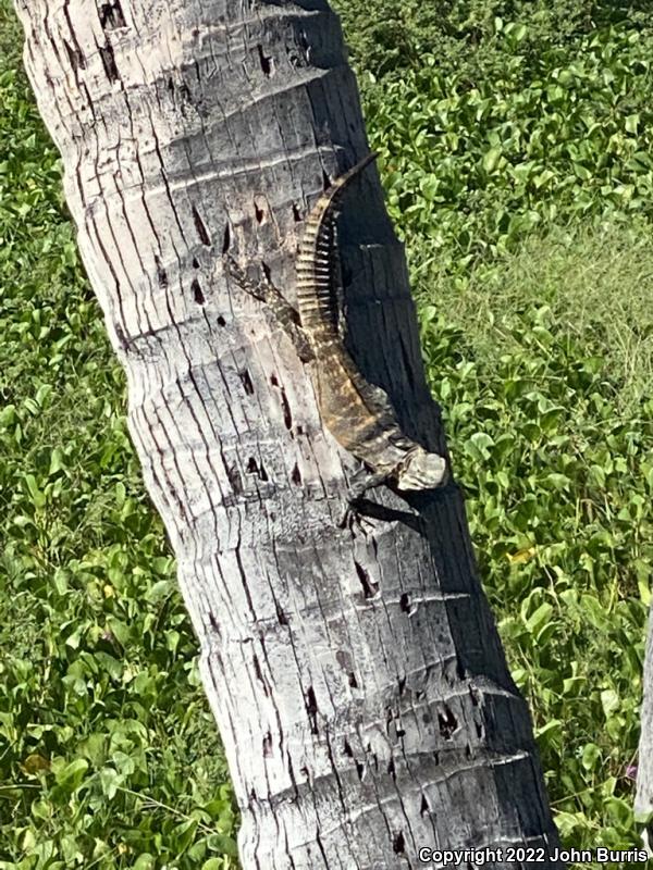 Peninsular Spiny-tailed Iguana (Ctenosaura hemilopha hemilopha)