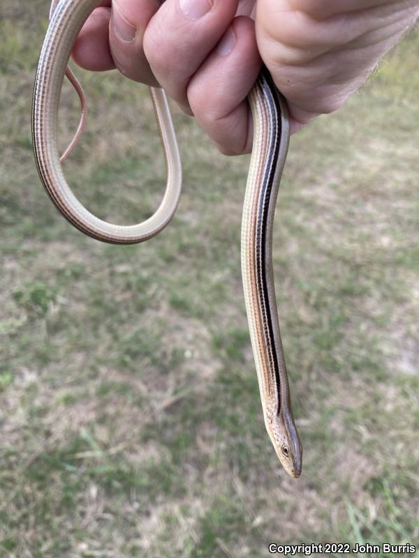 Western Slender Glass Lizard (Ophisaurus attenuatus attenuatus)