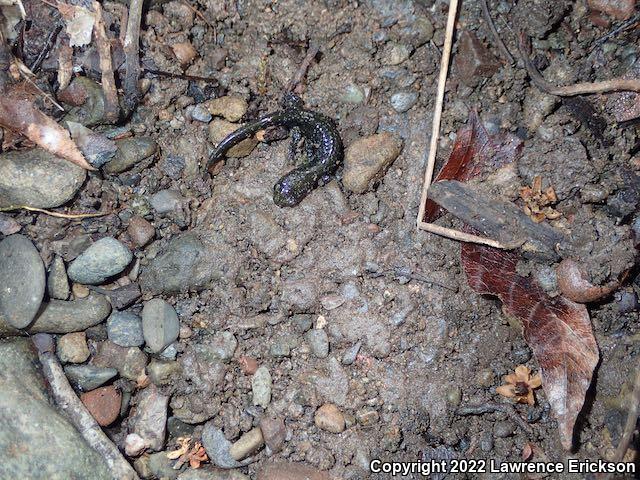 Santa Cruz Black Salamander (Aneides flavipunctatus niger)