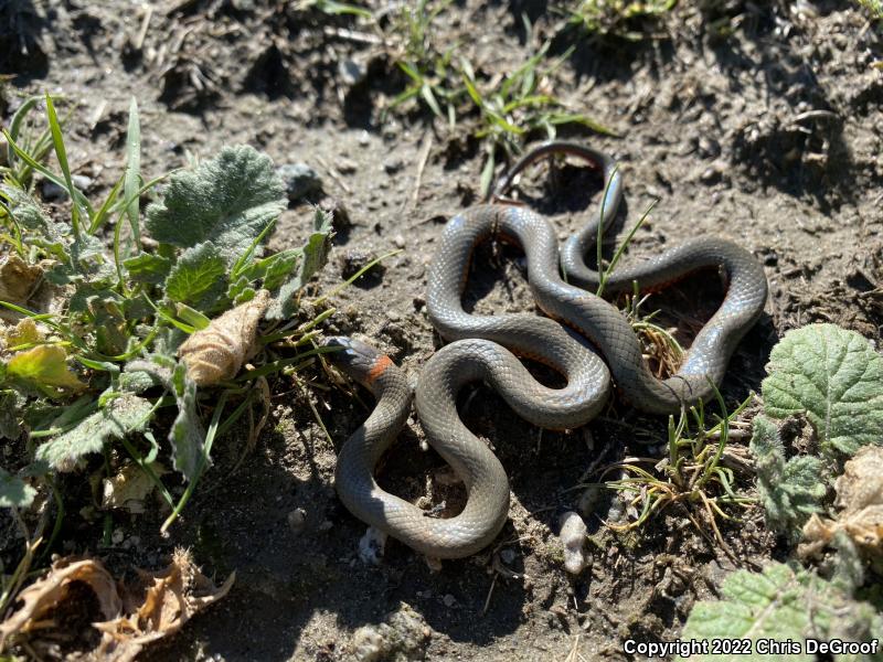 San Bernardino Ring-necked Snake (Diadophis punctatus modestus)