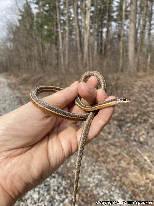 Eastern Ribbonsnake (Thamnophis sauritus sauritus)