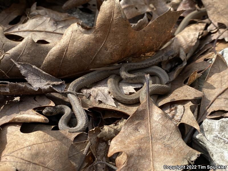 Northern Brownsnake (Storeria dekayi dekayi)