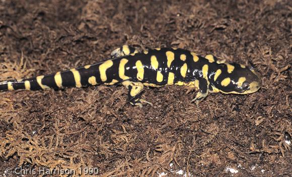 Barred Tiger Salamander (Ambystoma mavortium)