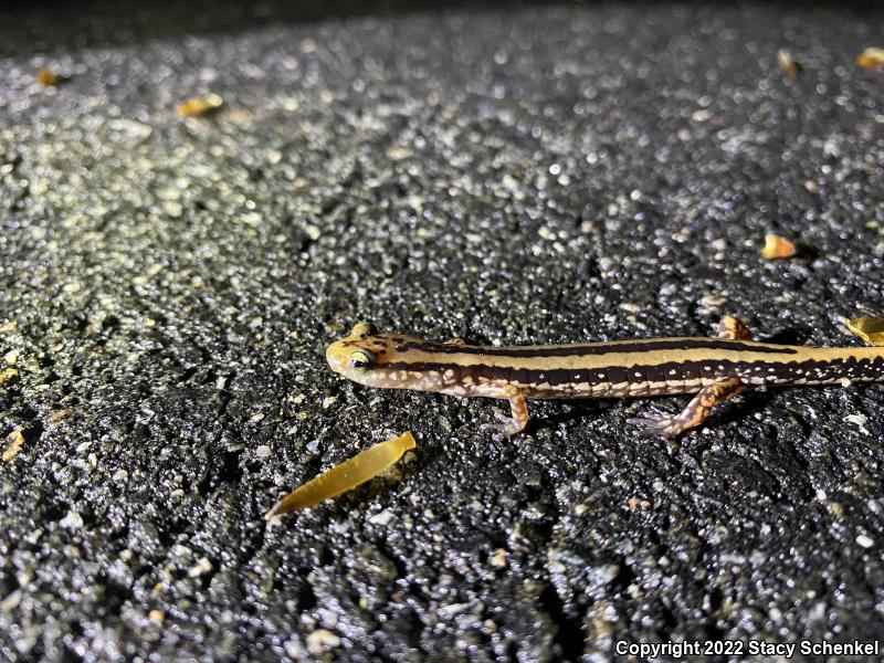 Three-lined Salamander (Eurycea guttolineata)