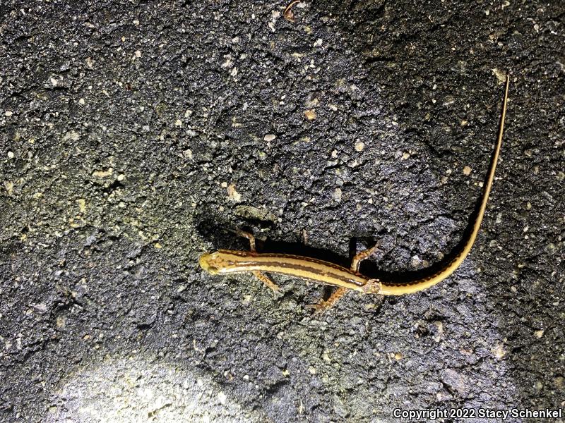 Three-lined Salamander (Eurycea guttolineata)