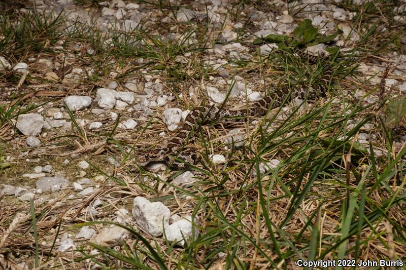 Western Foxsnake (Pantherophis vulpinus)