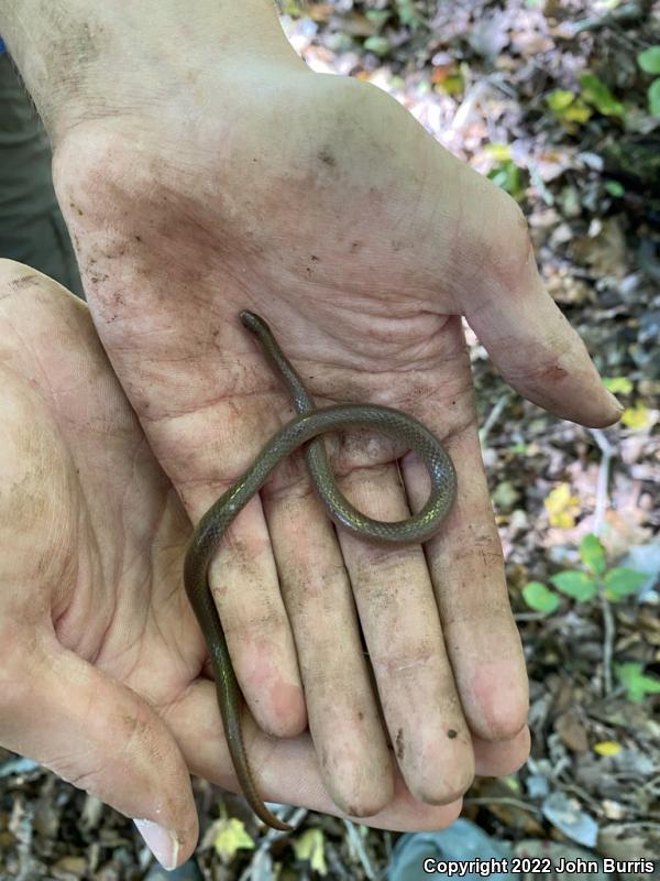 Midwestern Wormsnake (Carphophis amoenus helenae)