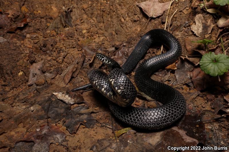 Black Kingsnake (Lampropeltis getula nigra)