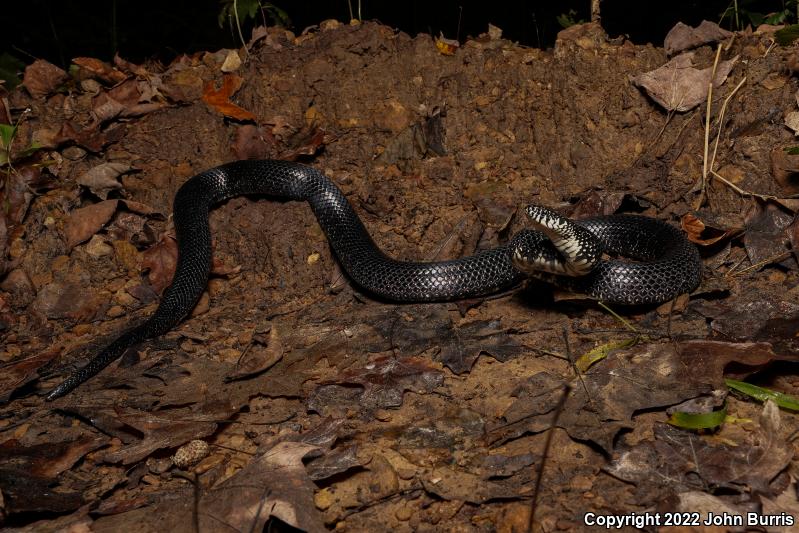 Black Kingsnake (Lampropeltis getula nigra)