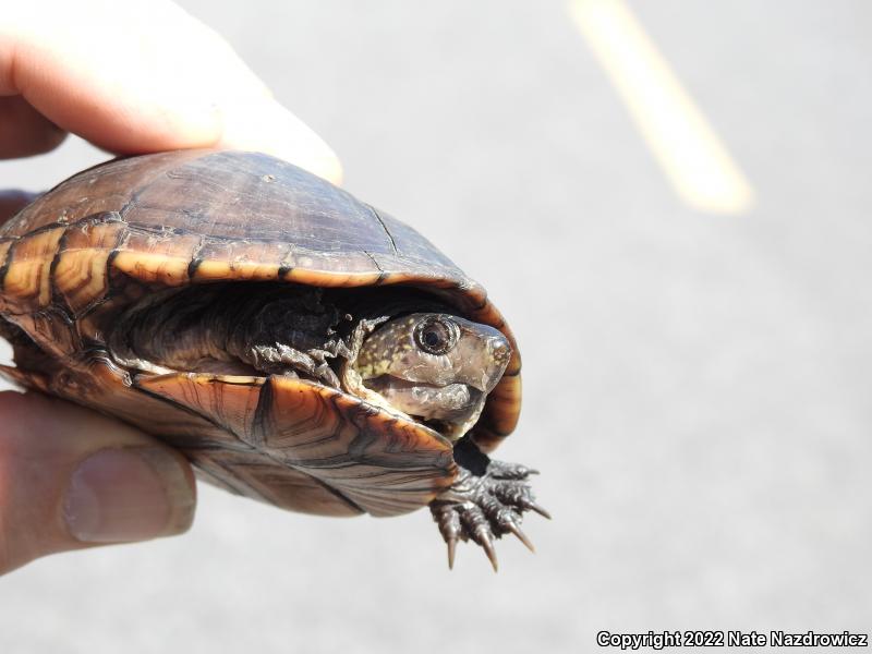 Eastern Mud Turtle (Kinosternon subrubrum subrubrum)