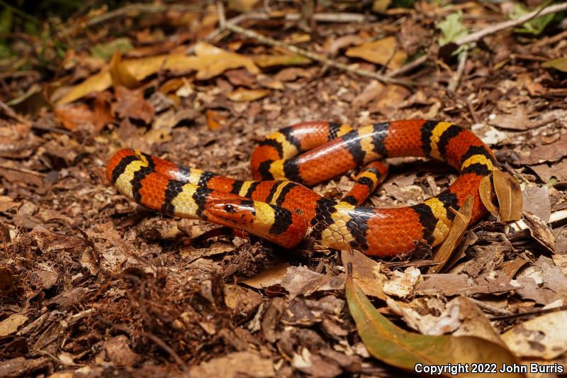 Scarlet Kingsnake (Lampropeltis triangulum elapsoides)