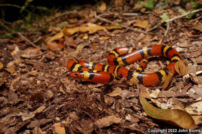 Scarlet Kingsnake (Lampropeltis triangulum elapsoides)