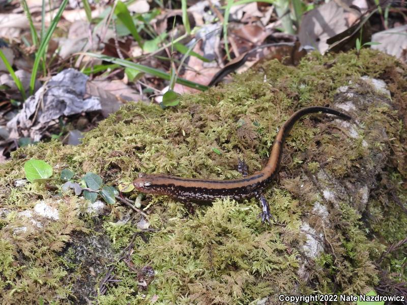 Three-lined Salamander (Eurycea guttolineata)