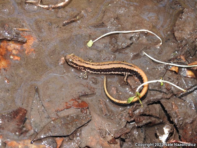 Three-lined Salamander (Eurycea guttolineata)