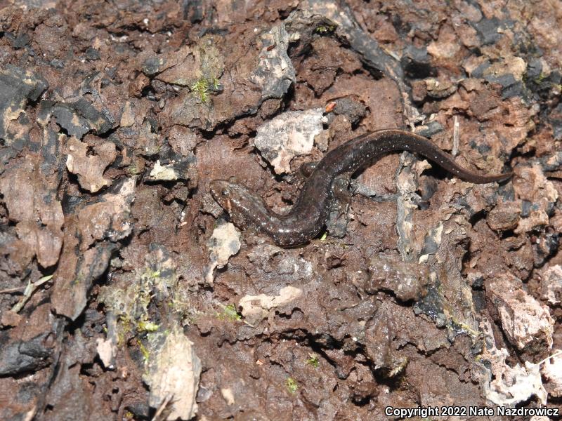 Apalachicola Dusky Salamander (Desmognathus apalachicolae)