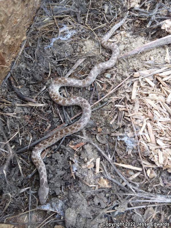 San Diego Nightsnake (Hypsiglena ochrorhyncha klauberi)