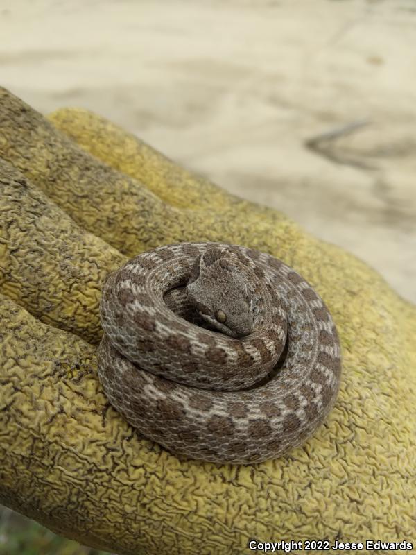 San Diego Nightsnake (Hypsiglena ochrorhyncha klauberi)