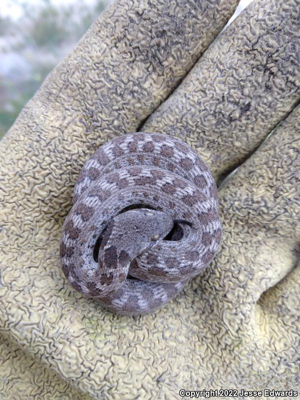 San Diego Nightsnake (Hypsiglena ochrorhyncha klauberi)