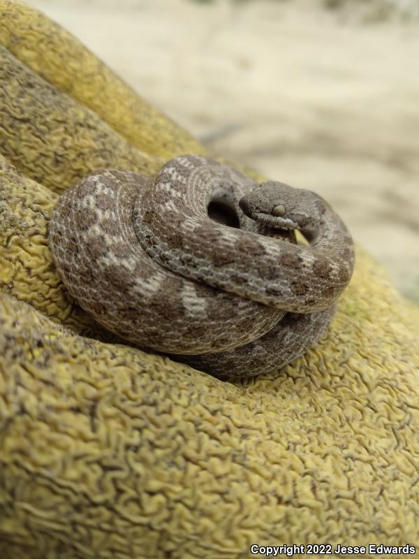 San Diego Nightsnake (Hypsiglena ochrorhyncha klauberi)