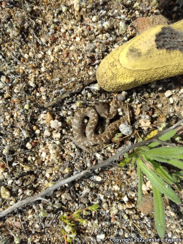 San Diego Nightsnake (Hypsiglena ochrorhyncha klauberi)