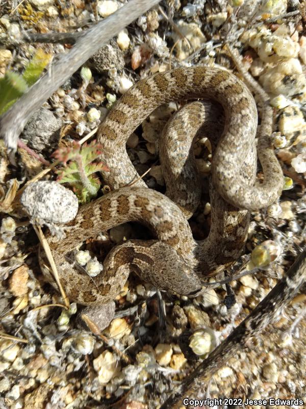 San Diego Nightsnake (Hypsiglena ochrorhyncha klauberi)