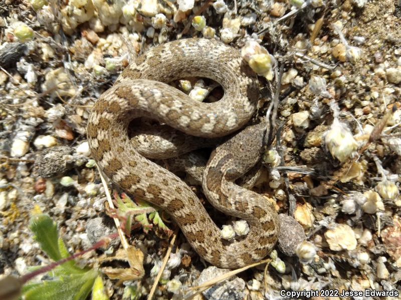 San Diego Nightsnake (Hypsiglena ochrorhyncha klauberi)