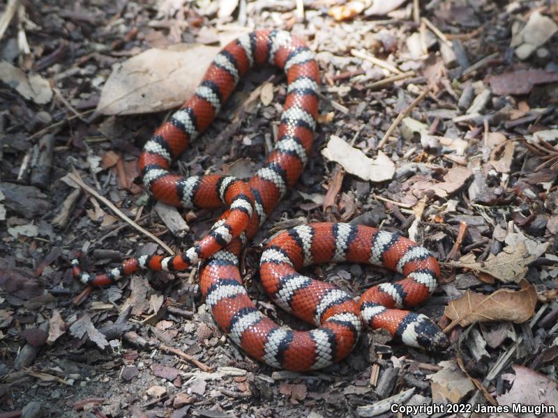 Coast Mountain Kingsnake (Lampropeltis zonata multifasciata)