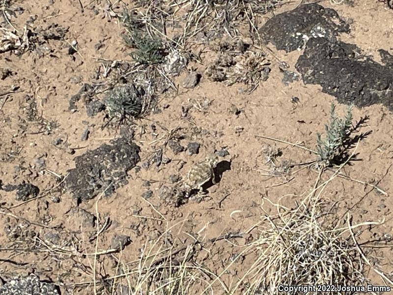 Round-tailed Horned Lizard (Phrynosoma modestum)