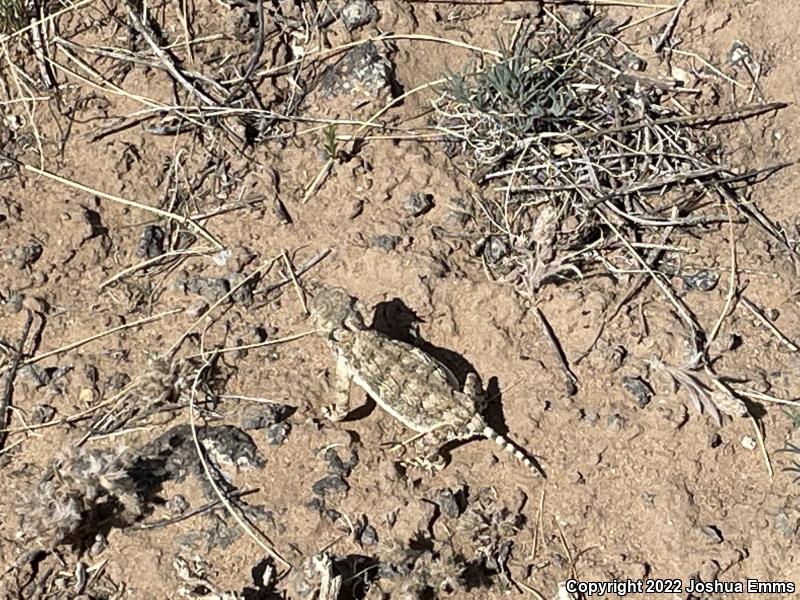 Round-tailed Horned Lizard (Phrynosoma modestum)