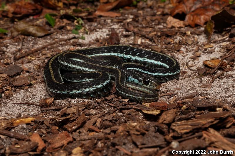 Blue-striped Gartersnake (Thamnophis sirtalis similis)