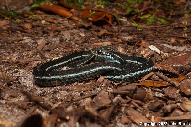 Blue-striped Gartersnake (Thamnophis sirtalis similis)