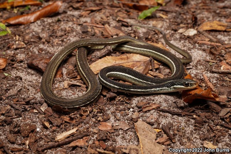 Blue-striped Ribbonsnake (Thamnophis sauritus nitae)