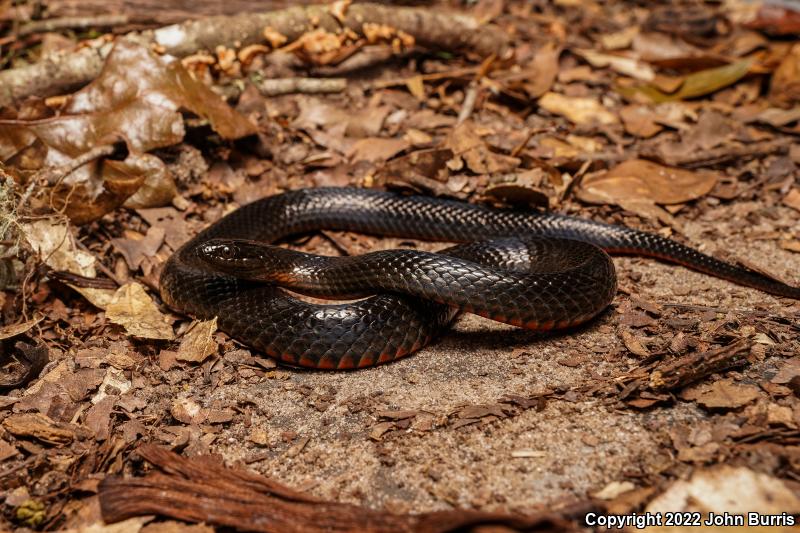 North Florida Swampsnake (Seminatrix pygaea pygaea)