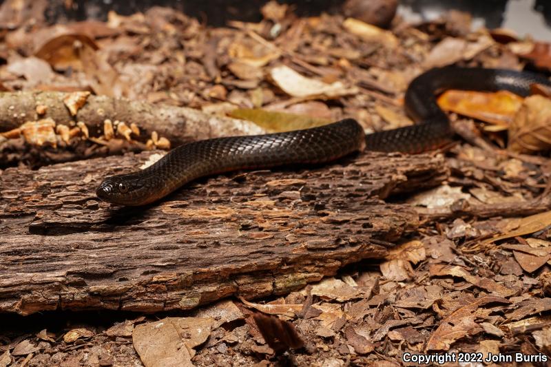 North Florida Swampsnake (Seminatrix pygaea pygaea)