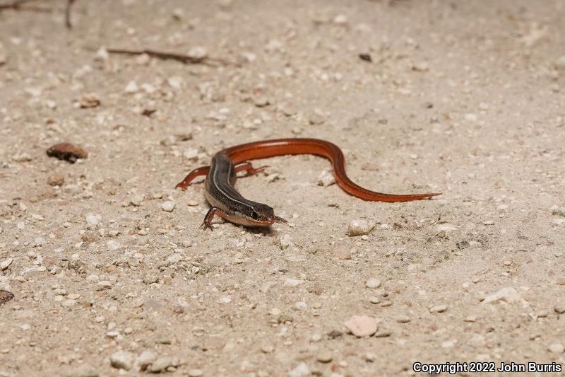 Northern Mole Skink (Plestiodon egregius similis)