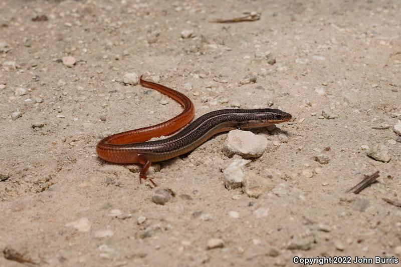 Northern Mole Skink (Plestiodon egregius similis)