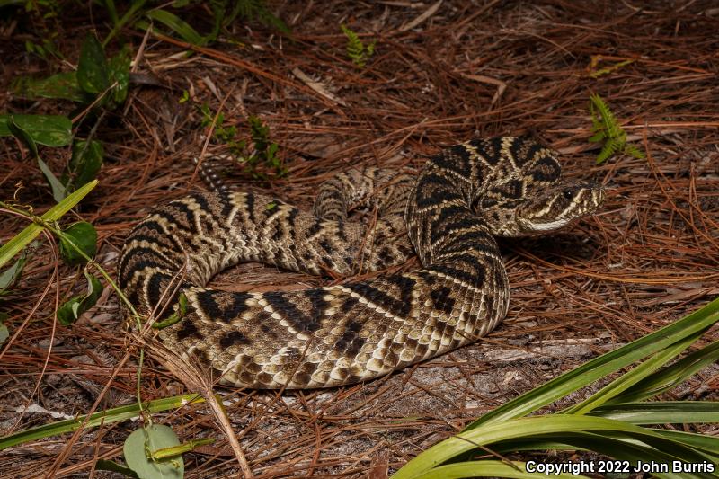 Eastern Diamond-backed Rattlesnake (Crotalus adamanteus)