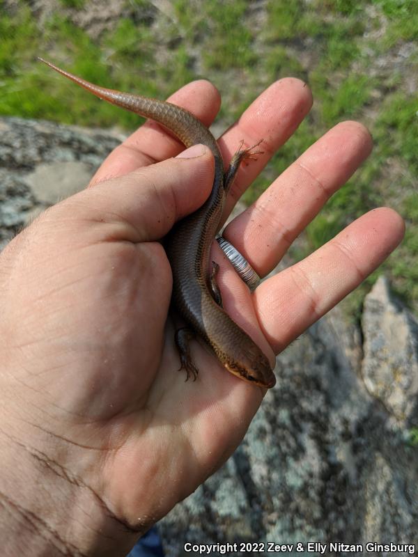 Western Redtail Skink (Plestiodon gilberti rubricaudatus)