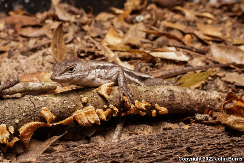 Florida Scrub Lizard (Sceloporus woodi)