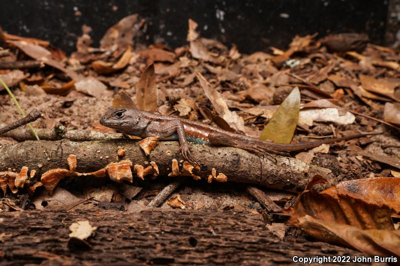 Florida Scrub Lizard (Sceloporus woodi)