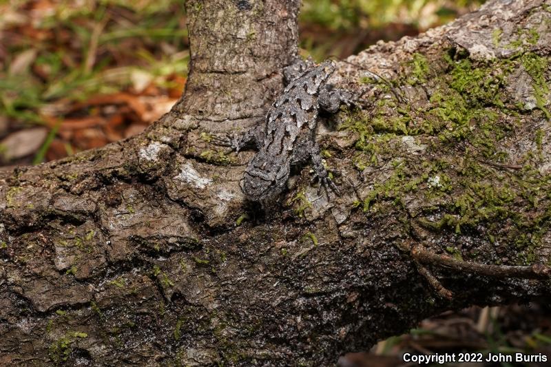 Eastern Fence Lizard (Sceloporus undulatus)