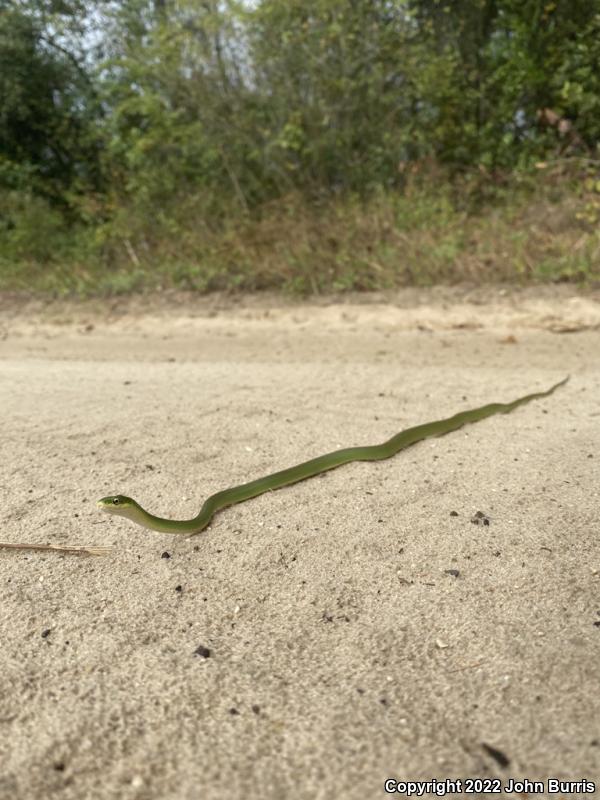 Florida Rough Greensnake (Opheodrys aestivus carinatus)