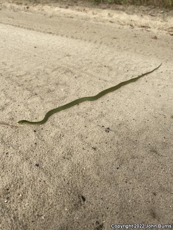 Florida Rough Greensnake (Opheodrys aestivus carinatus)